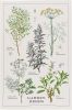 Garden Herbs Printed Kitchen Towel, 18x28 inches